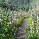 Milpa in Guatemala. (Image: Fabian Hanneforth)